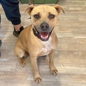 A happy brown dog with a black collar sitting on a wooden floor.