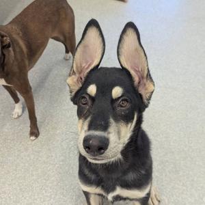 Pop, Mixed Breed (Large), puppy, available for adoption