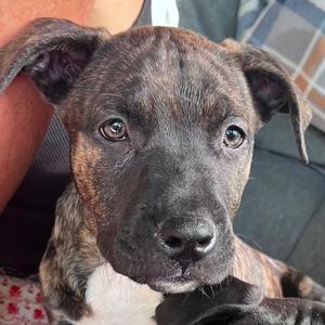 Maverick, Mixed Breed (Medium), puppy, available for adoption