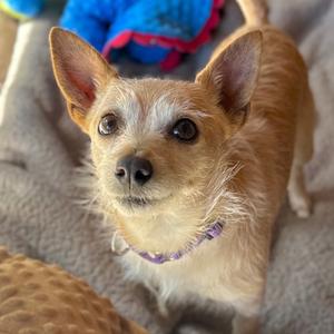 Angel, Chihuahua, adult, available for adoption