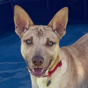 Peach, Mixed Breed (Medium), available for adoption