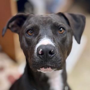 Rosie, Mixed Breed (Medium), adult, available for adoption