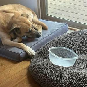 Hanky Panky, Mixed Breed (Large), senior, available for adoption
