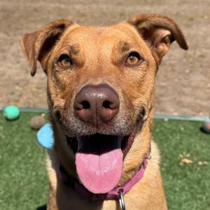 Buddy, Mixed Breed (Medium), adult, available for adoption