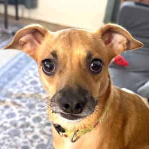 Cocoa, Mixed Breed (Small), adult, available for adoption