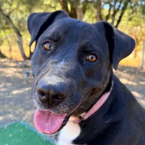 Bwennen, Mixed Breed (Large), adult, available for adoption