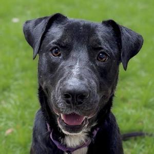 Bwennen, Mixed Breed (Large), adult, available for adoption