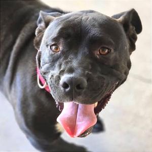 Gobbles, Mixed Breed (Medium), adult, available for adoption