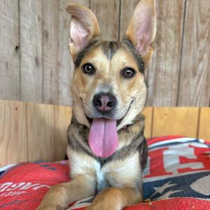 A happy dog with a pink tongue sticking out, sitting on a red and blue blanket with a wooden background.