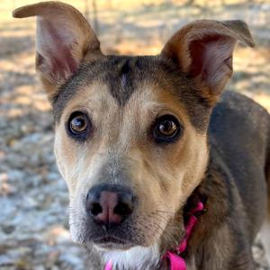 Blossom, Mixed Breed (Medium), available for adoption