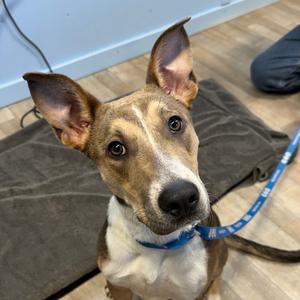 Angie, Mixed Breed (Medium), available for adoption