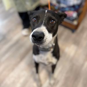 Hera, Mixed Breed (Large), adult, available for adoption