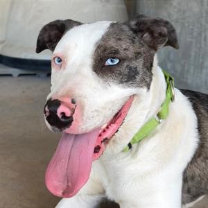 Fern, Mixed Breed (Medium), adult, available for adoption