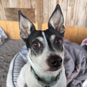 Wrangler, Mixed Breed (Small), senior, available for adoption