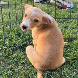 Peanut, Mixed Breed (Small), puppy, available for adoption