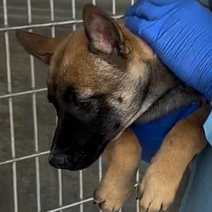 Changa, Mixed Breed (Medium), puppy, available for adoption