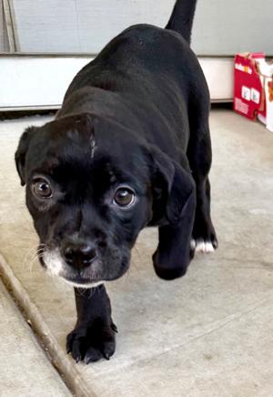 Grace, English Bulldog / Staffordshire Bull Terrier, puppy, available for adoption