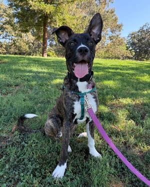 Cheerio, Boxer / American Staffordshire Terrier, young, available for adoption