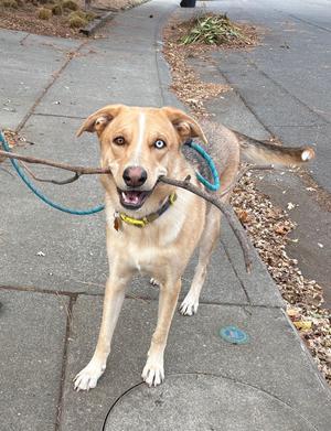 A dog with a stick in its mouth