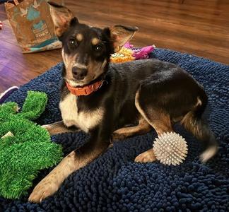 Mina, Smooth Collie / Australian Cattle Dog/Blue Heeler, young, available for adoption