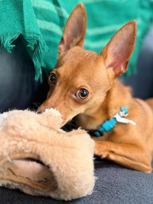 Chip, Chihuahua, young, available for adoption