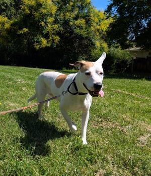 Juneau, American Bulldog, young, available for adoption