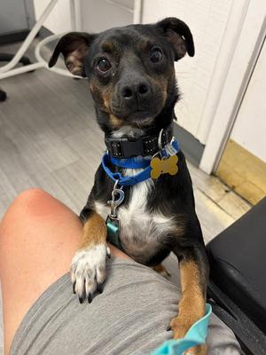 Patches, Terrier, young, available for adoption