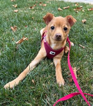 Fia, Chihuahua, puppy, available for adoption