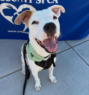 Noor, American Pit Bull Terrier, young, available for adoption