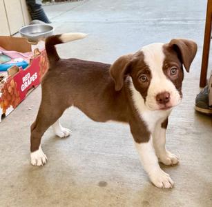 Frankie, English Bulldog / Staffordshire Bull Terrier, puppy, available for adoption
