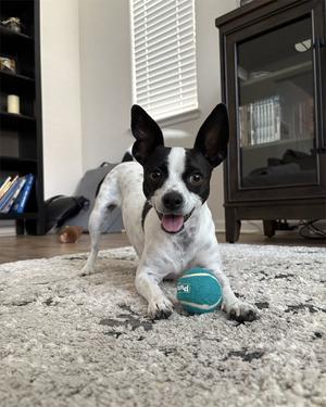 Audrey, Chihuahua / Terrier, young, available for adoption