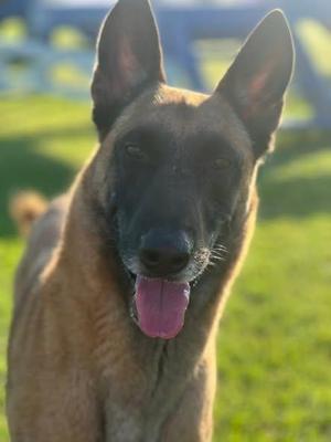 Astro, Belgian Shepherd / Malinois, adult, available for adoption