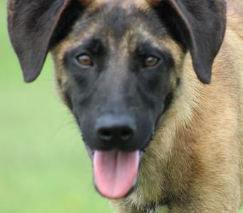 Ayra, Belgian Shepherd / Malinois / Mixed Breed, young, available for adoption