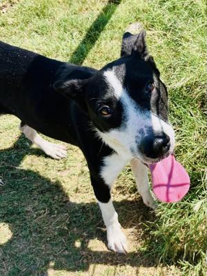 Captain, Border Collie / Mixed Breed, young, available for adoption