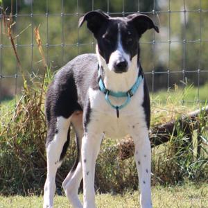 Tennille, Border Collie / Mixed Breed, young, available for adoption