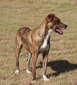 Nikki, Labrador Retriever / Mixed Breed, adult, available for adoption