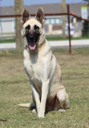 Pecos, German Shepherd Dog, adult, available for adoption