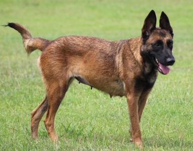 Valley, Belgian Shepherd / Malinois / Mixed Breed, adult, available for adoption