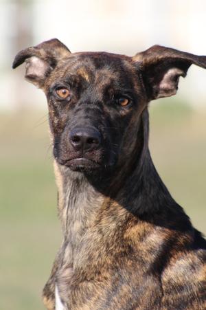 Clarence, Mixed Breed, young, available for adoption