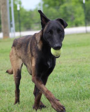 Katie, Belgian Shepherd / Malinois, young, available for adoption