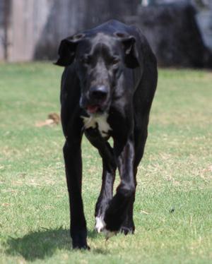 Midnight, Great Dane, young, available for adoption
