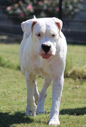 Bunnie XO, Dogo Argentino, adult, available for adoption