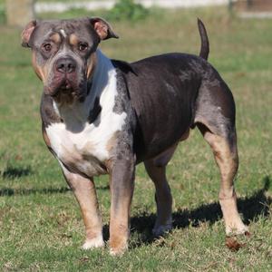 Jimbo Square Pants, American Bully, adult, available for adoption