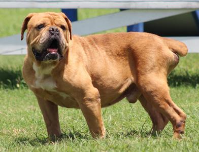 Beef Ravioli, Bulldog, adult, available for adoption