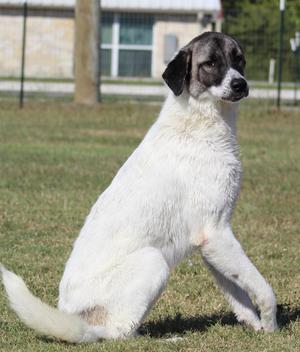 Judy, Anatolian Shepherd, adult, available for adoption
