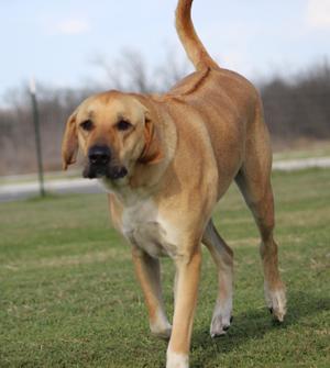 Sam, Rhodesian Ridgeback / Mixed Breed, young, available for adoption