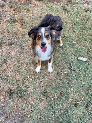 A black, brown, and white dog standing on grass with its mouth open, looking up.