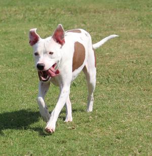 Spirit, Pit Bull Terrier, adult, available for adoption