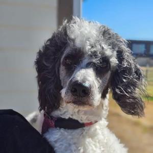 Sid, Poodle, adult, available for adoption