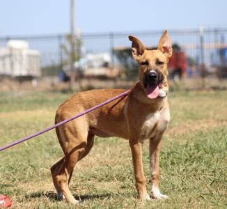 Zinnia, Shepherd / Mixed Breed, young, available for adoption